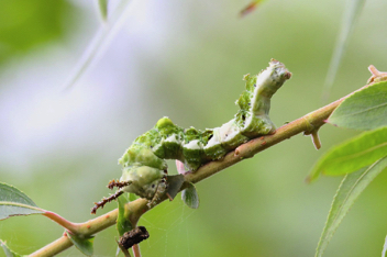 Viceroy caterpillar